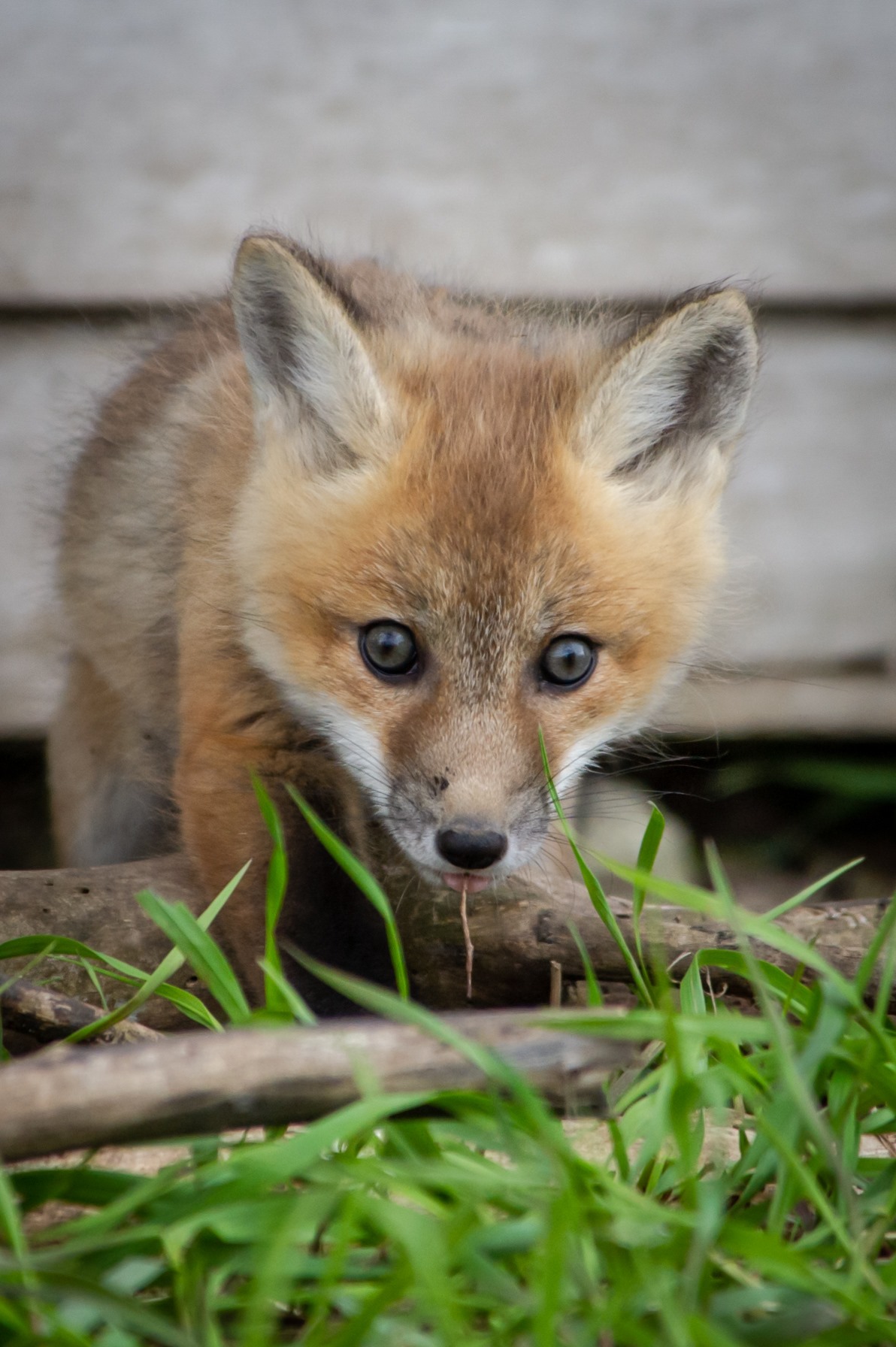 fox kit 1